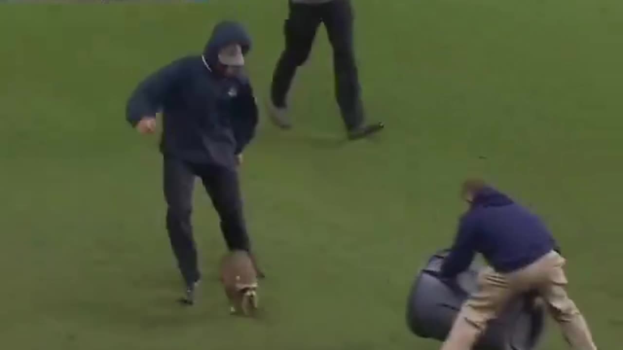 In Philadelphia, a football match was interrupted because of a raccoon that was