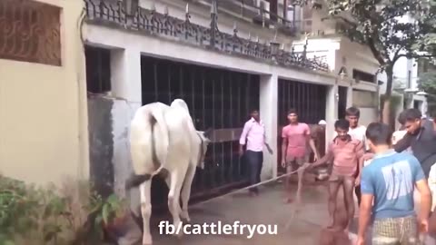 🙉 Funny Dogs, Cats and Animals Videos 🤩 TRY Not to Laugh!