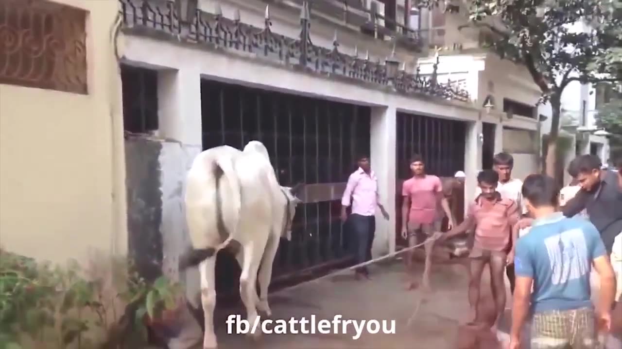 🙉 Funny Dogs, Cats and Animals Videos 🤩 TRY Not to Laugh!