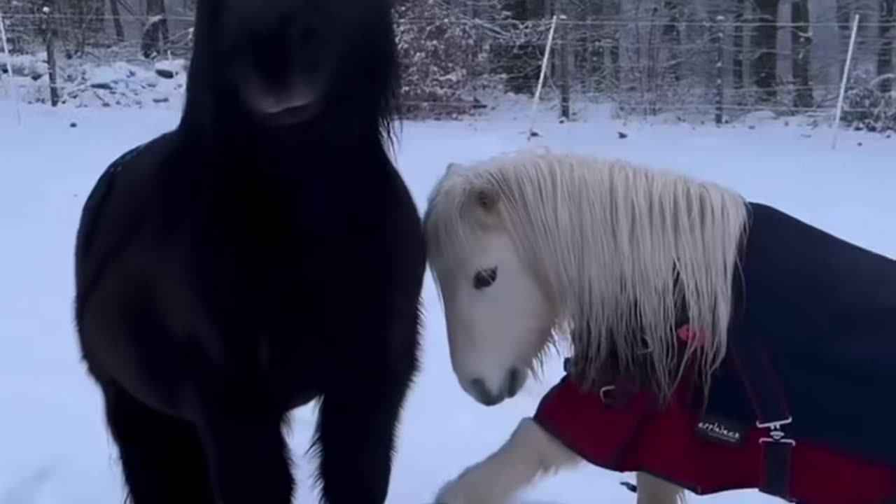 Cute pony #minihorse #pony #babyhorse