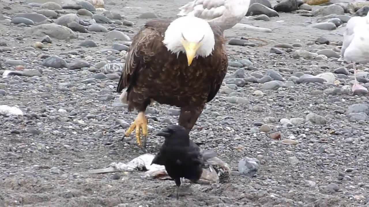 eagle walking