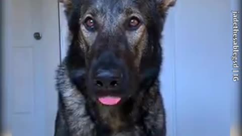Food that dogs love