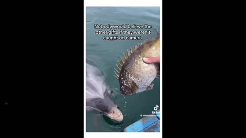 Feel Good Clip: They saved a dolphin's life, and they now bring gifts