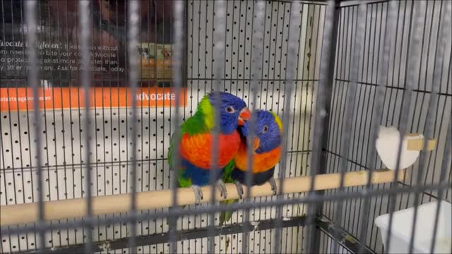 Pair of Rainbow Lorikeets