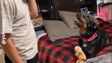 Dogs actually understand what you're saying