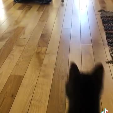 Funny Moments with Animals