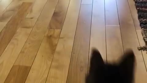 Funny Moments with Animals
