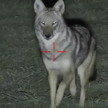 fox hunting at night