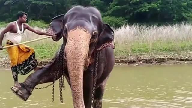 Trained Elephant