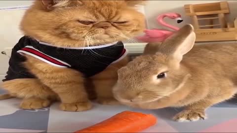 Cute Baby Rabbit