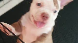 Cute bully puppy