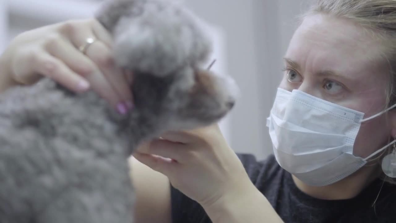 Grooming a little dog in a pet salon. Beautiful poodle