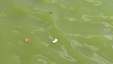 Carp surface