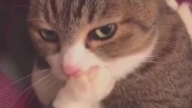 Cat sucks his paw