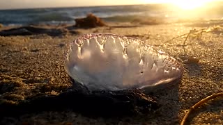 Sun Rising Through the Translucent Beauty of a Portuguese Man o' War