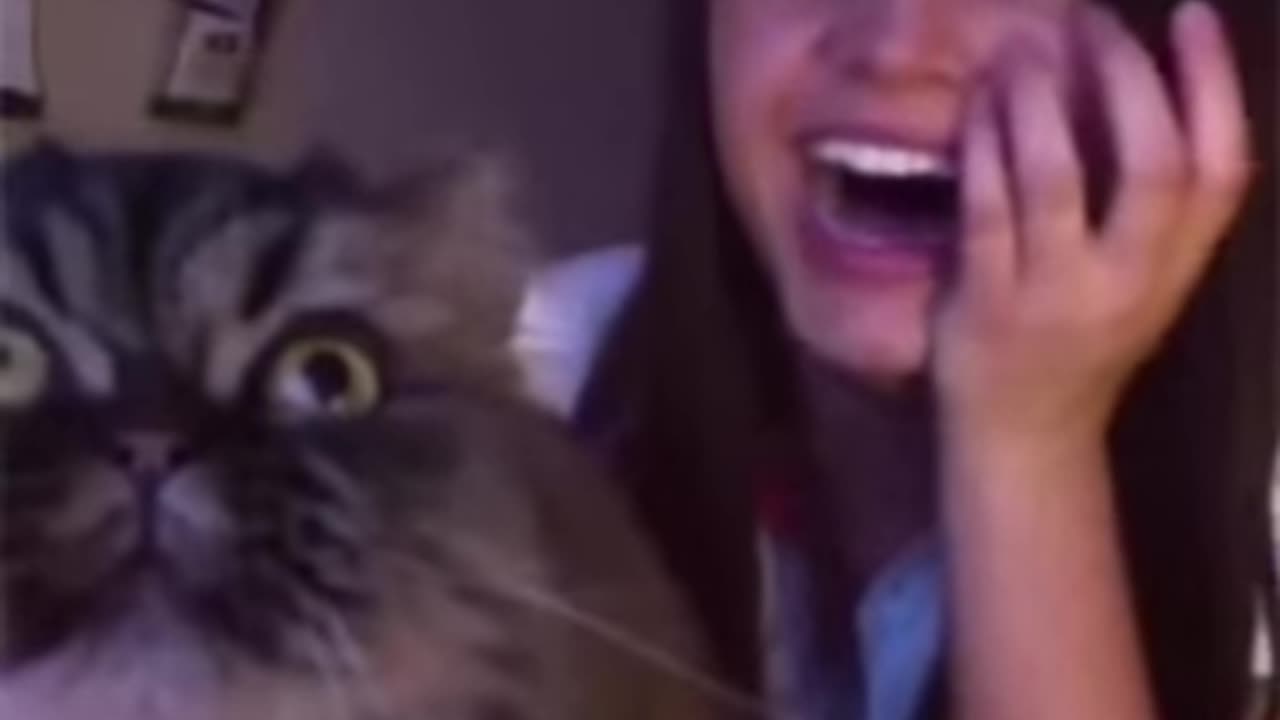 Cat singing