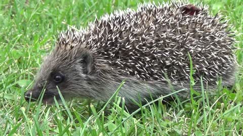 Hedgehog Video