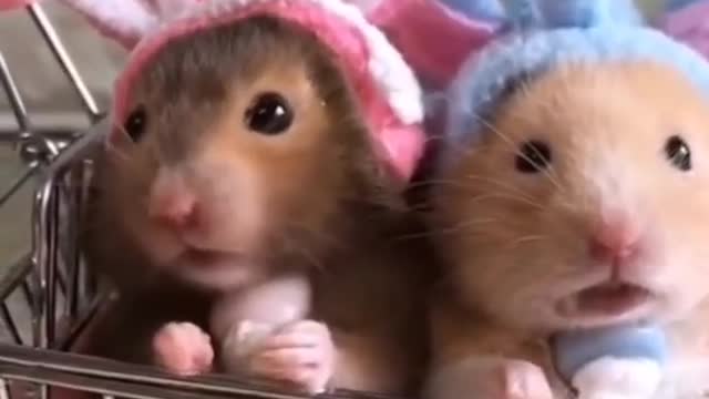 Cute Animals Doing Funny Things