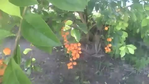 Pé de gabiroba cheio de frutos maduros, eles parecem mini laranjas! [Nature & Animals]