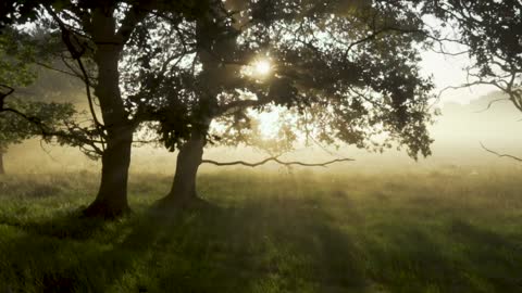 Mystical forest