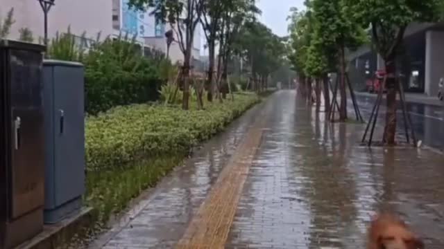 It rained on the way to buy food, and the dog's behavior was so touching.