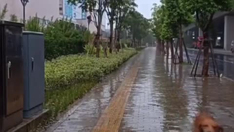 It rained on the way to buy food, and the dog's behavior was so touching.