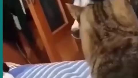 Cats and dogs fighting very funny. Try not to laugh Part I