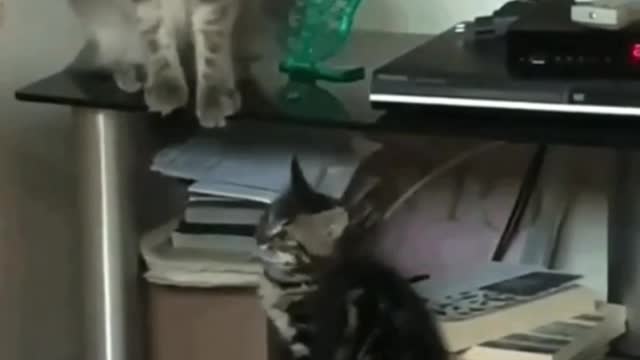 The cat decided to scare the cat, and he did it!!!