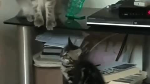 The cat decided to scare the cat, and he did it!!!