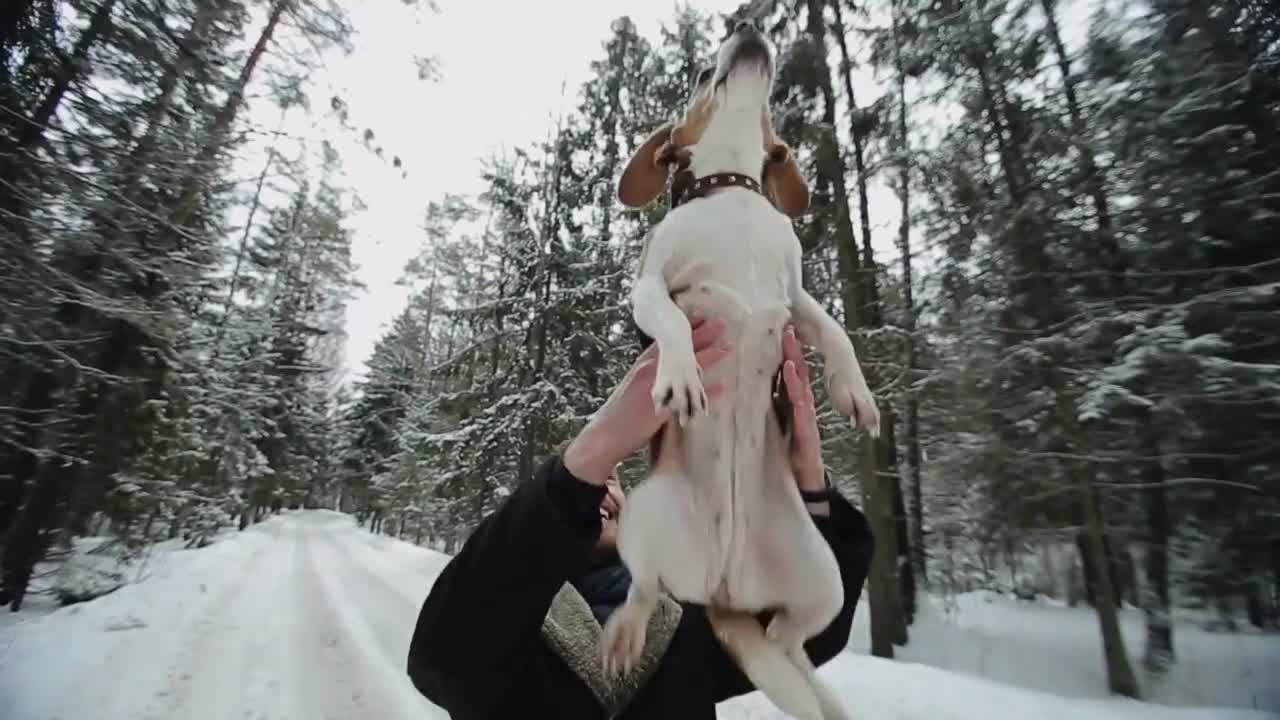 Beagle dog walking with his master. Man throwing his pet up for fun