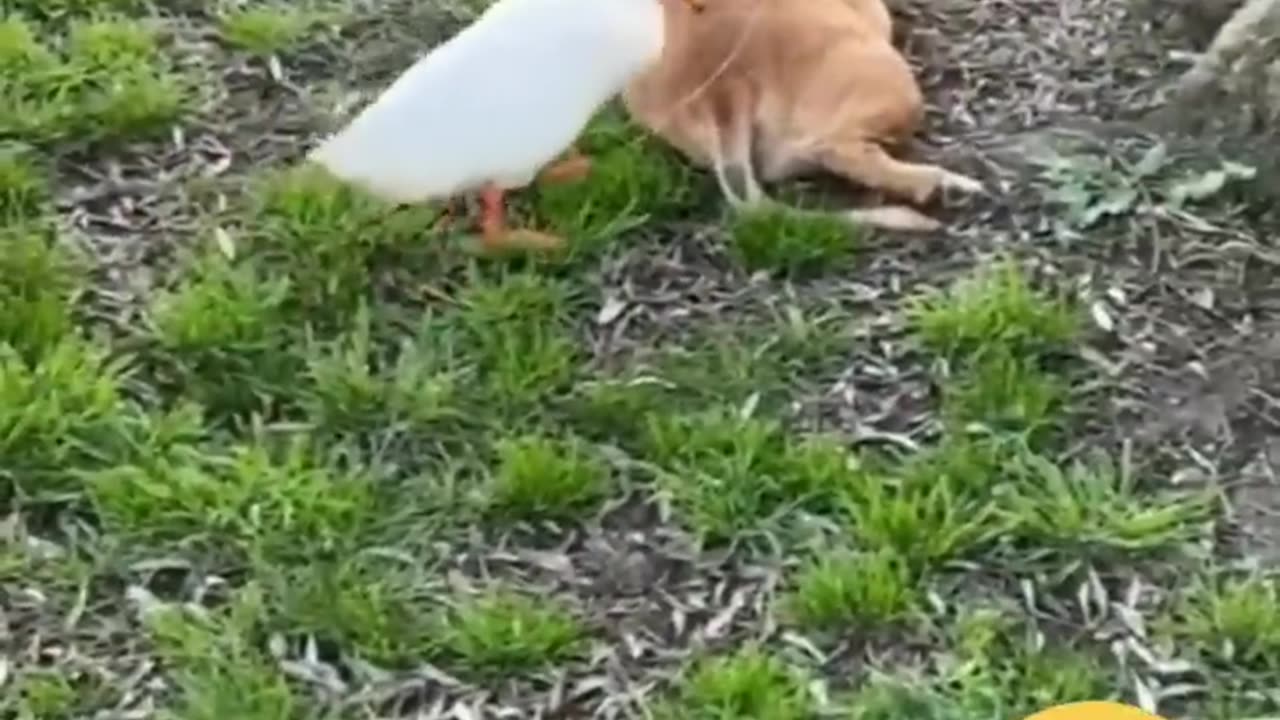 Funny Animal Video