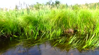 Tall Grass