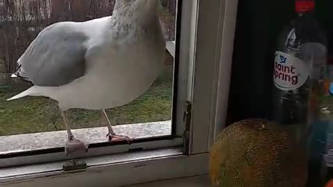 I feed the seagull with sausages