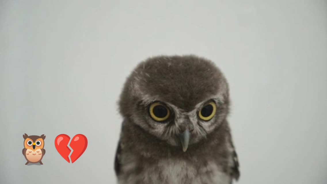 Baby owl, when I'm sad but I get that expected message * _ *