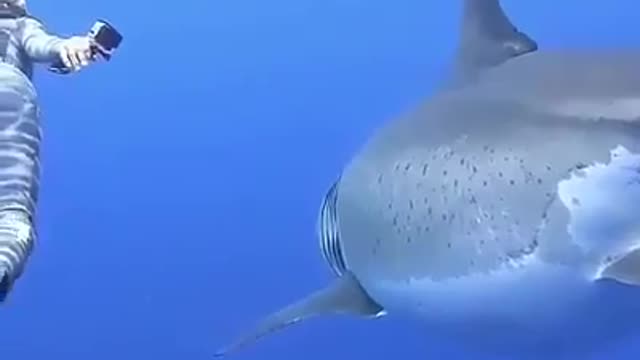 Swimming with giant shark