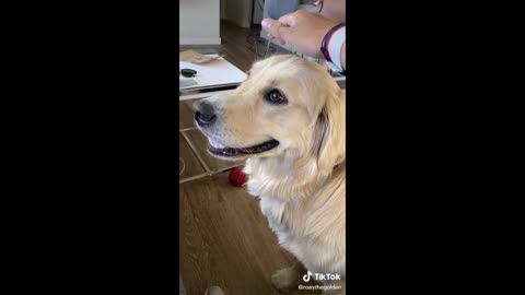 Funny Reaction of Dogs and Cats to Food