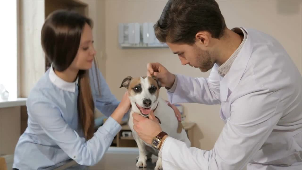 oung male vet checking up the dog at the veterinarian clinic