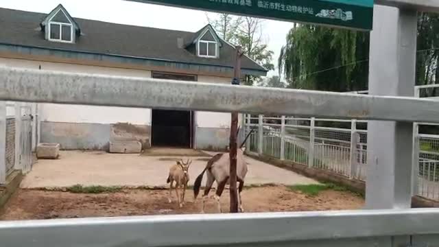 Antelope mother and child are basking in the sun