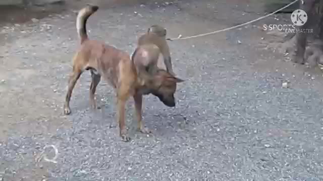 dog&monkey play