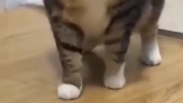 CATS 🐈