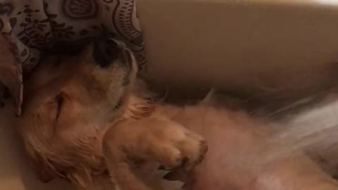 Doggy Makes The Most Of Massage Shower Head