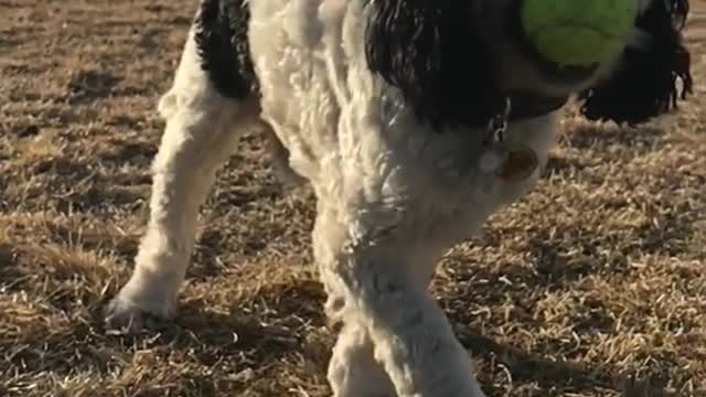 White dog trying to catch tennis ball in slomo