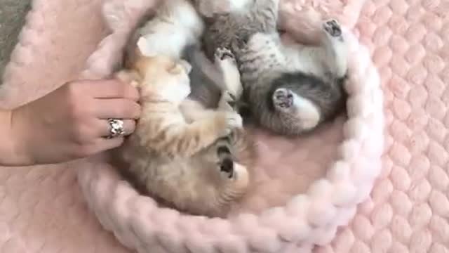 cat video funny comedy, funny cat videos funny animals life