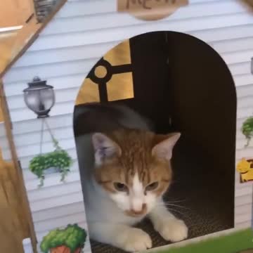 My lovely kitten Moomoo