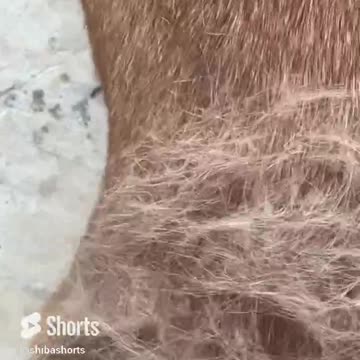 Daily fur donation to make birds nests