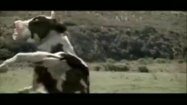 cow fighting video