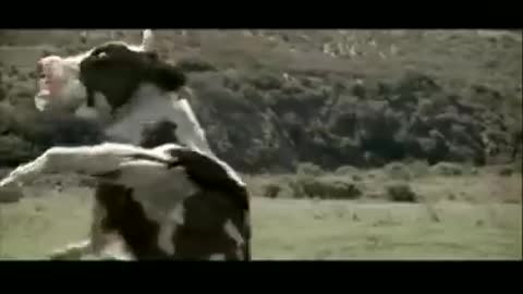 cow fighting video