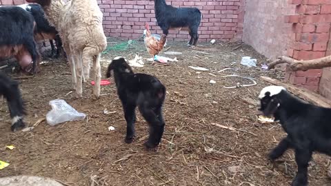 A little goat