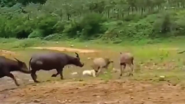 Angry cows