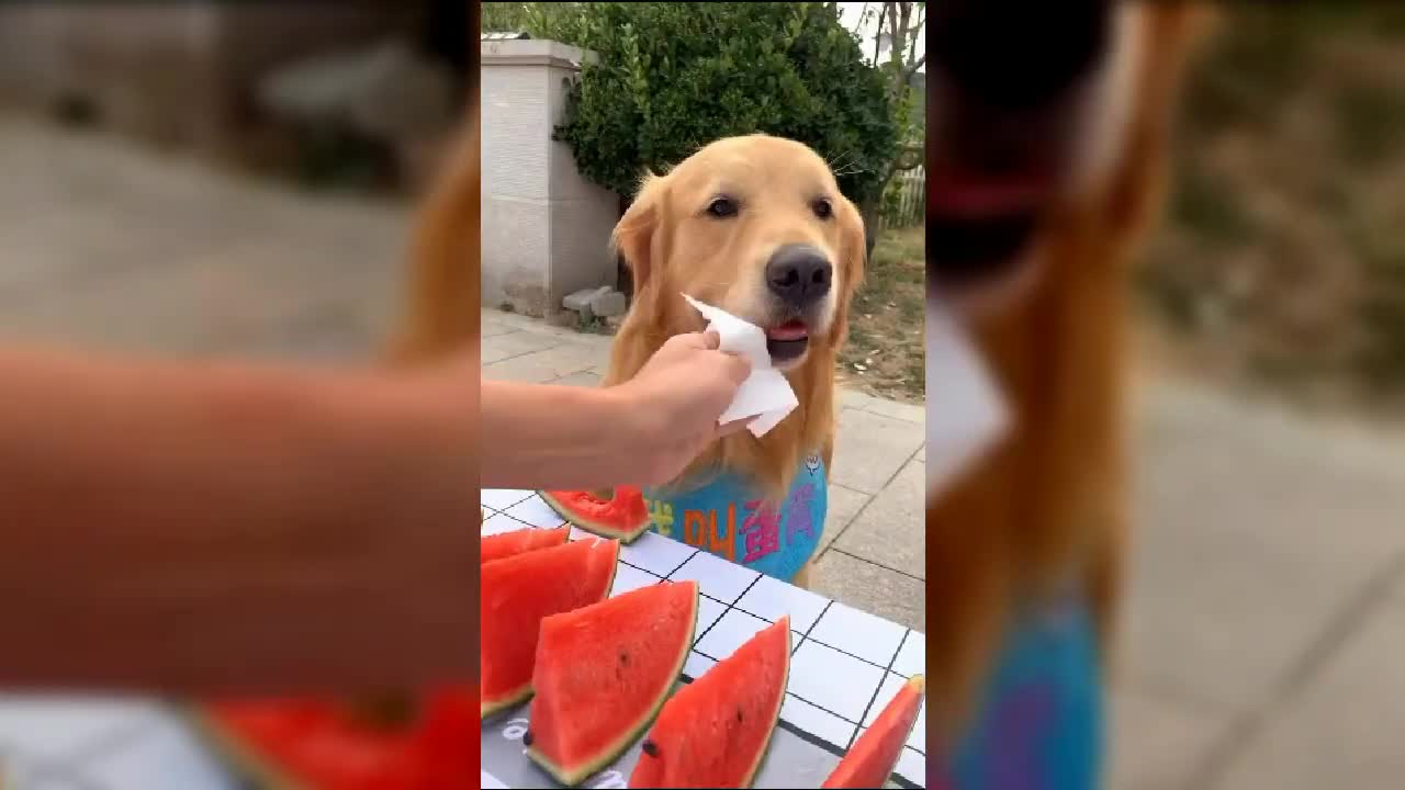 best funny dogs, funny animals videos of 2021